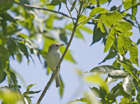 Wartbling Vireo